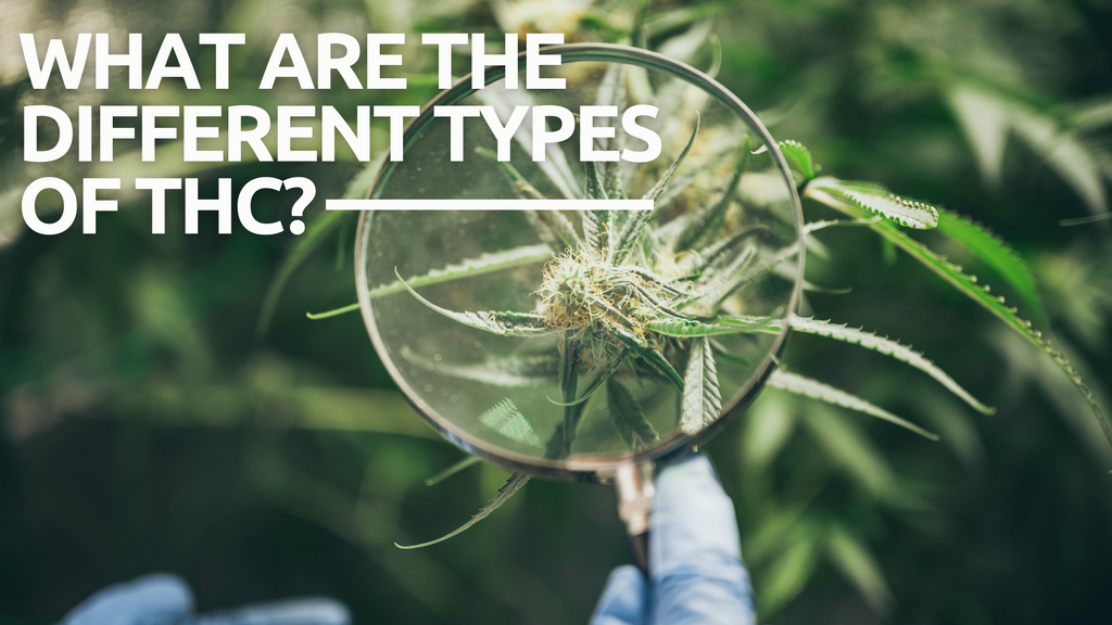 What are the Different Types of THC?