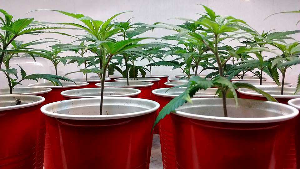 All About Cannabis Cloning