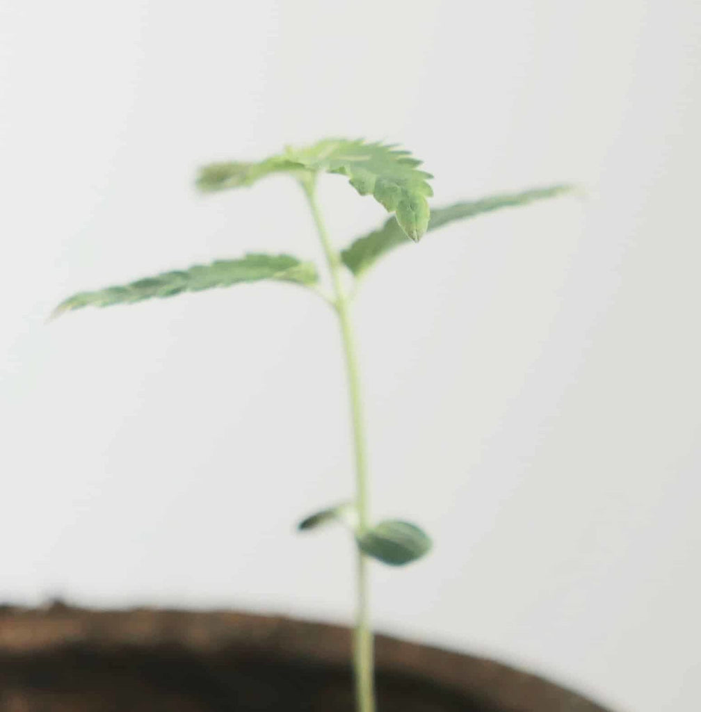 Stages of Cannabis Plant Growth