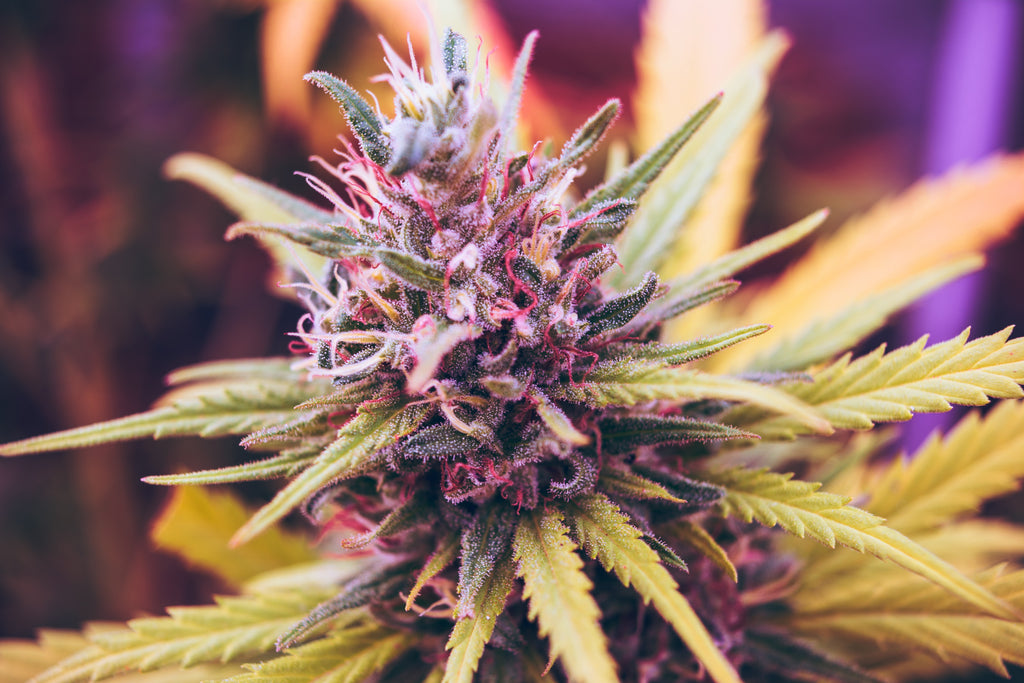 Best New Strains of 2019